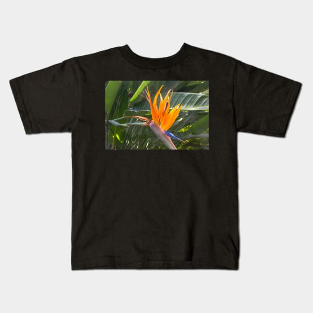 Bird of Paradise Kids T-Shirt by Imagery